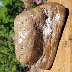 3lbs 11.5oz naturally smooth Az rainbow petrified wood